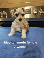 Blue tan merle female blue eye ready to go now , a female Miniature Schnauzer for sale in Niles, MI – 2 of 5