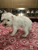 wheaton female 2 blue eyes ready to go!, a female Miniature Schnauzer for sale in Niles, MI – 4 of 6