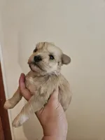 Sable wheaton tan pepper merle (M), a male Miniature Schnauzer for sale in Niles, MI – 2 of 4
