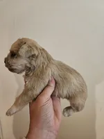 Sable wheaton tan pepper merle (M), a male Miniature Schnauzer for sale in Niles, MI – 4 of 4