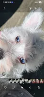 wheaton female 2 blue eyes ready to go!, a female Miniature Schnauzer for sale in Niles, MI – 2 of 6