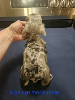 Blue tan merle male, ready to go now!, a male Miniature Schnauzer for sale in Niles, MI – 2 of 4