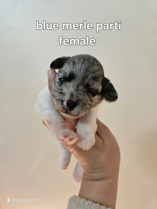 Blue merle parti female  – Miniature Schnauzer puppy for sale in Niles, MI