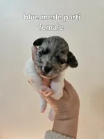 Blue merle parti female , a female Miniature Schnauzer for sale in Niles, MI – 1 of 4