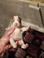 Blue merle parti male , a female Miniature Schnauzer for sale in Niles, MI – 1 of 3
