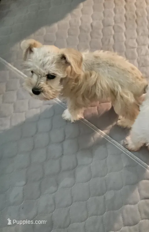  wheaton merle #1 (M) 2 blue eyes! ready to go now!! – Miniature Schnauzer puppy for sale in Niles, MI