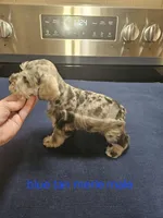 Blue tan merle male, ready to go now!, a male Miniature Schnauzer for sale in Niles, MI – 3 of 4