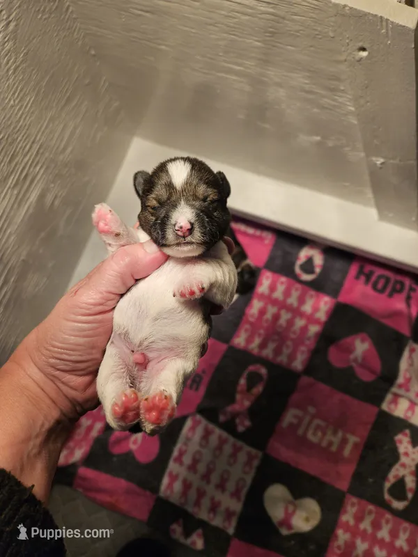 Salt n pepper parti male – Miniature Schnauzer puppy for sale in Niles, MI