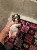 Salt n pepper parti male, a female Miniature Schnauzer for sale in Niles, MI – 1 of 2