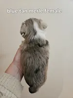 Blue tan merle female blue eye, a female Miniature Schnauzer for sale in Niles, MI – 2 of 4