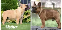 Yumi, a female French Bulldog for sale in Greenville, NC – 4 of 7