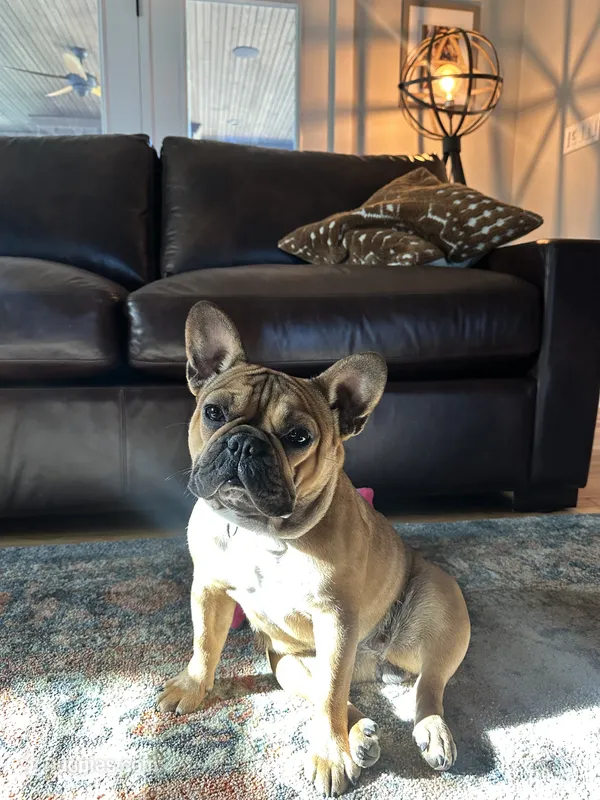 Yumi – French Bulldog puppy for sale in Greenville, NC