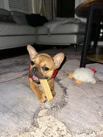 Yumi, a female French Bulldog for sale in Greenville, NC – 7 of 7