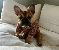 Yumi, a female French Bulldog for sale in Greenville, NC – 3 of 7