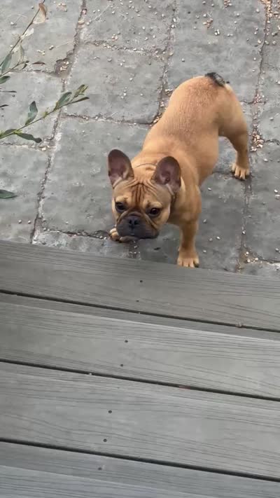 Yumi, a female French Bulldog for sale in Greenville, NC – 6 of 7