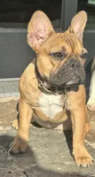 Yumi, a female French Bulldog for sale in Greenville, NC – 2 of 7