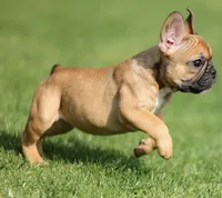 Yumi, a female French Bulldog for sale in Greenville, NC – 5 of 7