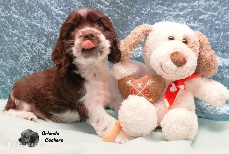 Chocolate Tuxedo – Cocker Spaniel puppy for sale in Altamonte Springs, FL