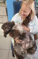 Chocolate Tuxedo, a male Cocker Spaniel for sale in Altamonte Springs, FL – Photo 9 of 9