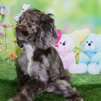 Chocolate Tuxedo, a male Cocker Spaniel for sale in Altamonte Springs, FL – Photo 7 of 9