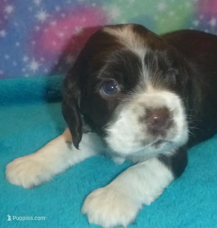 Chocolate Tuxedo – Cocker Spaniel puppy for sale in Altamonte Springs, FL