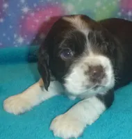 Chocolate Tuxedo, a male Cocker Spaniel for sale in Altamonte Springs, FL – Photo 1 of 9