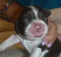 Chocolate Tuxedo, a male Cocker Spaniel for sale in Altamonte Springs, FL – Photo 5 of 9