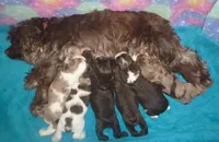 Chocolate Tuxedo, a male Cocker Spaniel for sale in Altamonte Springs, FL – Photo 4 of 9