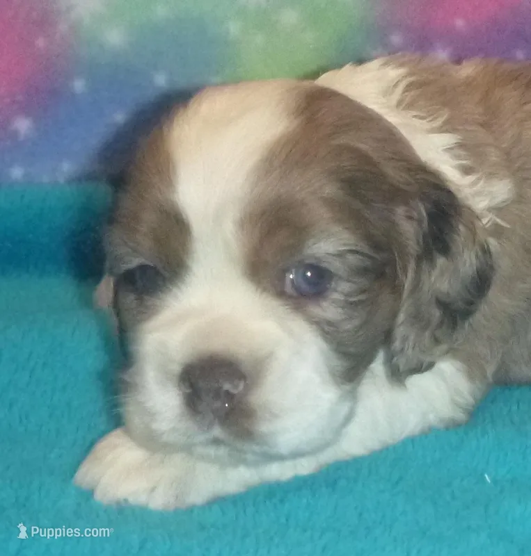 Mocha  – Cocker Spaniel puppy for sale in Altamonte Springs, FL