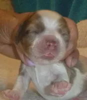 Mocha , a male Cocker Spaniel for sale in Altamonte Springs, FL – Photo 8 of 9