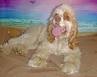 Mocha , a male Cocker Spaniel for sale in Altamonte Springs, FL – Photo 6 of 9