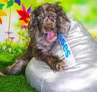 Mocha , a male Cocker Spaniel for sale in Altamonte Springs, FL – Photo 5 of 9
