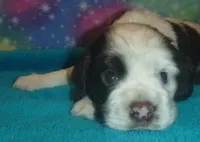 Chocolate Cow, a male Cocker Spaniel for sale in Altamonte Springs, FL – Photo 2 of 9