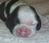 Chocolate Cow, a male Cocker Spaniel for sale in Altamonte Springs, FL – Photo 8 of 9