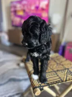 Nova, a female Aussiedoodle for sale in Nashville, TN – Photo 1 of 2