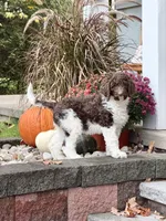 Puzzle, a female Goldendoodle for sale in Ellenburg Depot, NY – 1 of 10
