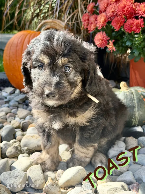 Toast – Aussiedoodle, Miniature Aussiedoodle puppy on hold in Ellenburg Depot, NY