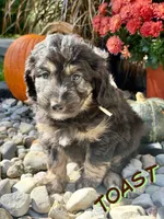 Toast, a male Aussiedoodle and Miniature Aussiedoodle for sale in Ellenburg Depot, NY – 3 of 9
