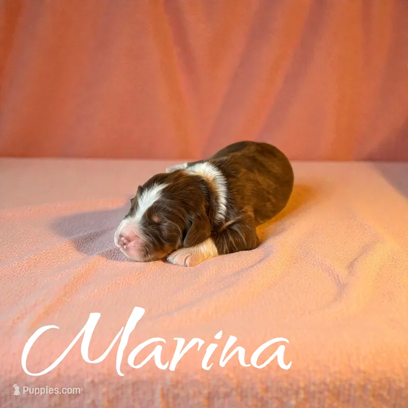 Marina – Miniature Aussiedoodle puppy for sale in Ellenburg Depot, NY