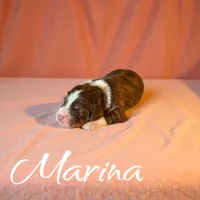 Marina, a female Miniature Aussiedoodle for sale in Ellenburg Depot, NY – 3 of 4