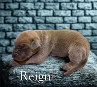 Reign, a male Great Dane for sale in Ellenburg Depot, NY – 2 of 2
