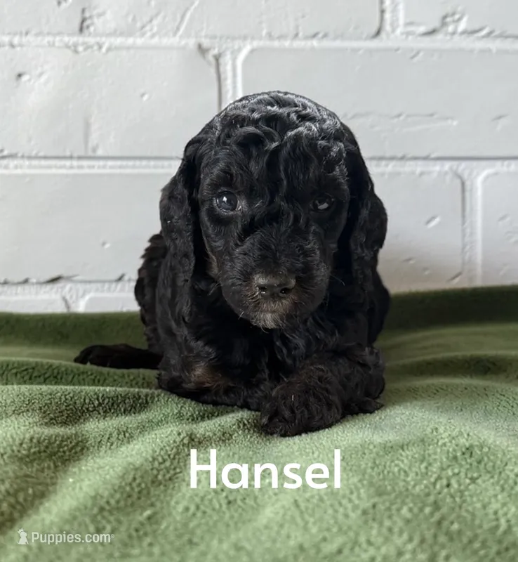 Hansel – Poodle - Standard  puppy for sale in Ellenburg Depot, NY