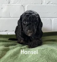 Hansel, a male Poodle - Standard  for sale in Ellenburg Depot, NY – 3 of 8