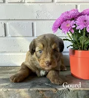 Gourd, a male Aussiedoodle for sale in Ellenburg Depot, NY – 1 of 1