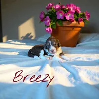 Breezy, a female Miniature Aussiedoodle for sale in Ellenburg Depot, NY – 1 of 4