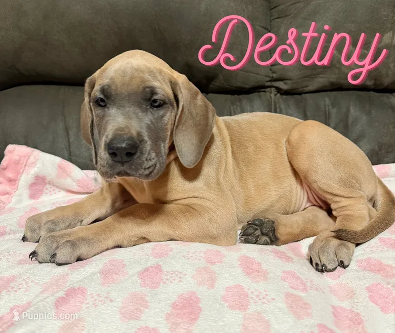 Destiny – Great Dane puppy for sale in Ellenburg Depot, NY