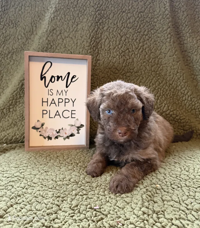 Autumn – Aussiedoodle puppy for sale in Ellenburg Depot, NY