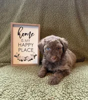 Autumn, a female Aussiedoodle for sale in Ellenburg Depot, NY – 3 of 5