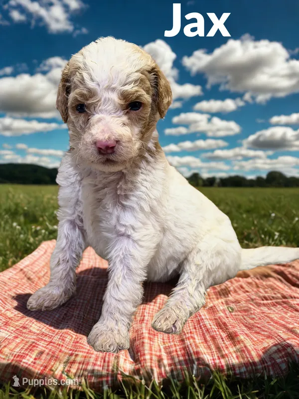 Jax – Goldendoodle puppy for sale in Ellenburg Depot, NY