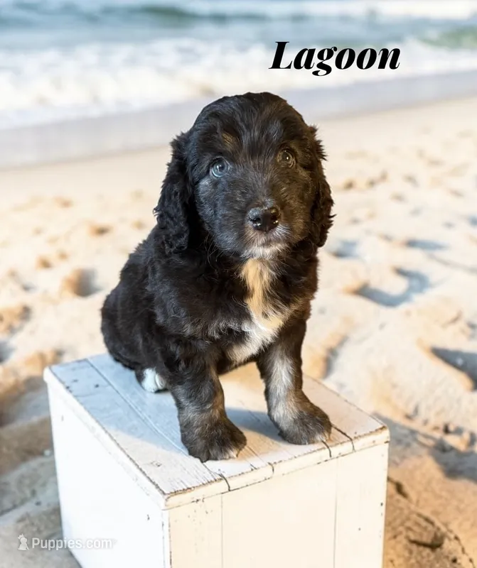Lagoon – Miniature Aussiedoodle puppy for sale in Ellenburg Depot, NY